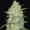 White Widow Auto - Feminised - Fast Buds Seeds