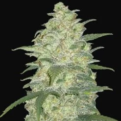 White Widow Auto - Feminised - Fast Buds Seeds