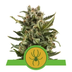 White Widow Automatic - Feminised - Royal Queen Seeds