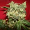 White Widow - 5PACK - Feminised - Green House -Uitgelichte Plantenzaadwinkel white widow green house seeds 01