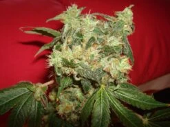 White Widow - 5PACK - Feminised - Green House