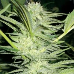 White Widow - Feminised - MedicalSeeds -Uitgelichte Plantenzaadwinkel white widow upclose