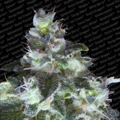 Original White Widow (IBL) - Feminised - Paradise Seeds -Uitgelichte Plantenzaadwinkel white widowog