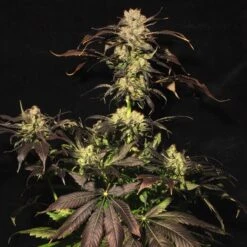 White Berry - Feminised - Paradise Seeds -Uitgelichte Plantenzaadwinkel whiteberry 2