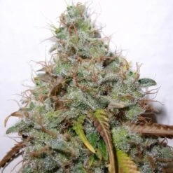 White Berry - Feminised - Paradise Seeds -Uitgelichte Plantenzaadwinkel whiteberry 3