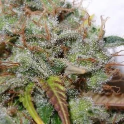 White Berry - Feminised - Paradise Seeds -Uitgelichte Plantenzaadwinkel whiteberry 4