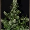 White Strawberry Skunk - 5PACK - Feminised - Strain Hunters -Uitgelichte Plantenzaadwinkel whitestrawberryskunk