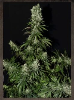 White Strawberry Skunk - 5PACK - Feminised - Strain Hunters