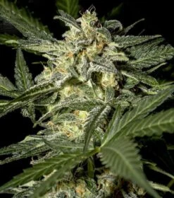 White Widow Auto - Feminised - Green House