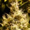 Wonder Woman - 5PACK - Feminised - Nirvana Seeds 2 Wonder Woman - 5PACK - Feminised - Nirvana Seeds -Uitgelichte Plantenzaadwinkel wonder woman feminized