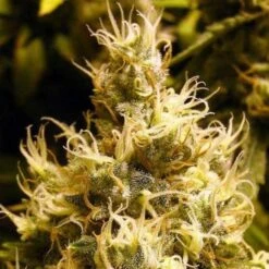 Wonder Woman Auto - 5PACK - Feminised - Nirvana Seeds