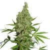 White Widow X The Ultimate - Regular - Dutch Passion -Uitgelichte Plantenzaadwinkel wwxultimte