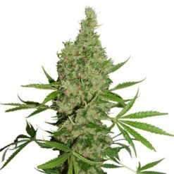 White Widow X The Ultimate - Regular - Dutch Passion