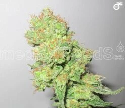 Y Griega CBD - Feminised - MedicalSeeds