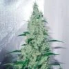 Y Griega - Feminised - MedicalSeeds -Uitgelichte Plantenzaadwinkel y griega