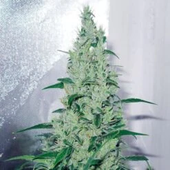 Y Griega - Feminised - MedicalSeeds