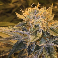 Yoga Sour Flame - 10PACK - Regular - Lady Sativa Genetics