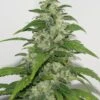 Yummy - Regular - Resin Seeds -Uitgelichte Plantenzaadwinkel yummy 1