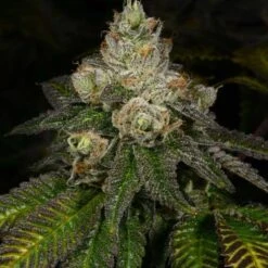 Z Face - 12PACK - Regular - Archive Seedbank