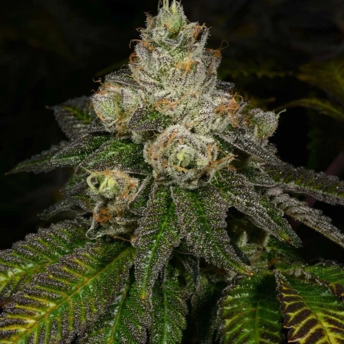 Z Face - 12PACK - Regular - Archive Seedbank 3 Z Face - 12PACK - Regular - Archive Seedbank