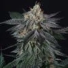 Zai Zai - 6PACK - Feminised - Perfect Tree -Uitgelichte Plantenzaadwinkel zai zai cannabis weed seed perfect tree seeds 1