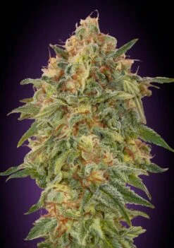 Zkittlez - Feminised - Advanced Seeds