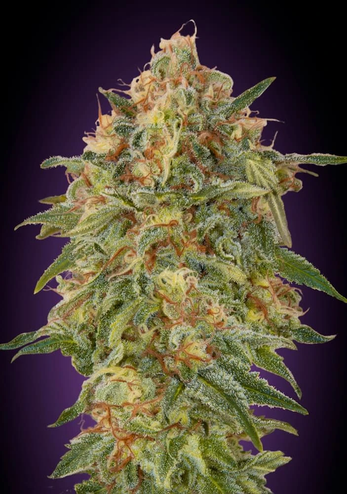 Zkittlez - Feminised - Advanced Seeds 3 Zkittlez - Feminised - Advanced Seeds