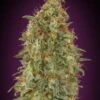 Zkittlez Fast - Feminised - Advanced Seeds -Uitgelichte Plantenzaadwinkel zkittlez fast 2021 scaled 1 1