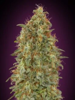Zkittlez Fast - Feminised - Advanced Seeds