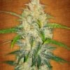 Zkittlez Auto - Feminised - Fast Buds Seeds 1 Zkittlez Auto - Feminised - Fast Buds Seeds -Uitgelichte Plantenzaadwinkel zkittlez 2 1