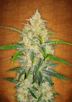 Zkittlez Auto - Feminised - Fast Buds Seeds