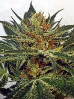 Miss Orange Nectar - 6-pack - Feminised - Zmoothiez