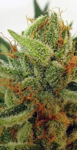 Miss Orange Nectar - 6-pack - Feminised - Zmoothiez -Uitgelichte Plantenzaadwinkel zmoothiez feminized cannabis strain orange nectar 4