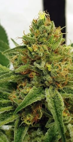 Miss Orange Nectar - 6-pack - Feminised - Zmoothiez -Uitgelichte Plantenzaadwinkel zmoothiez feminized cannabis strain orange nectar 5