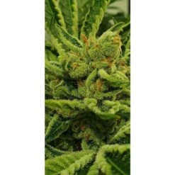Frozen Cherry - 6-pack - Feminised - Zmoothiez -Uitgelichte Plantenzaadwinkel zmoothiez seed bank frozen cherry feminized cannabis seeds 1