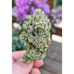 Frozen Cherry - 6-pack - Feminised - Zmoothiez -Uitgelichte Plantenzaadwinkel zmoothiez seedbank frozen cherry feminized seeds 1