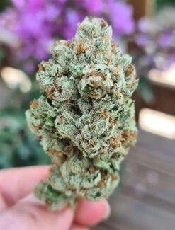 Frozen Cherry - 6-pack - Feminised - Zmoothiez