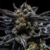 Auto Zombie Kush - 5-pack - Feminised - Ripper Seeds