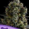 Zoomiez - 3-pack - Feminised - Anesia Seeds -Uitgelichte Plantenzaadwinkel zoomiez 600x800 1