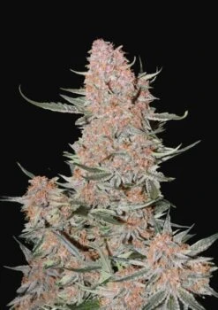 Ztrawberriez Auto - Feminised - Fast Buds Seeds
